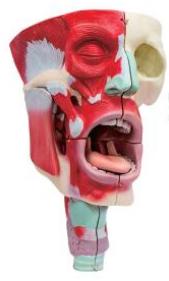 鼻、口、咽喉腔分解模型